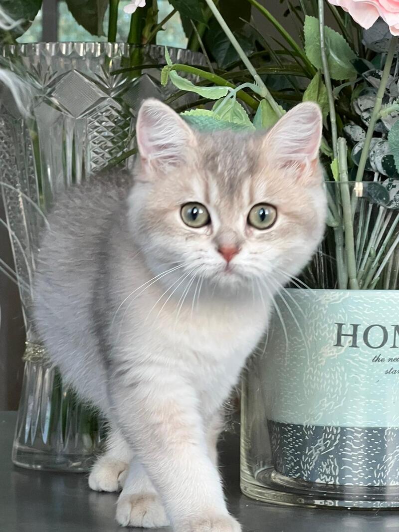 Josie British Shorthair female, blue golden shaded