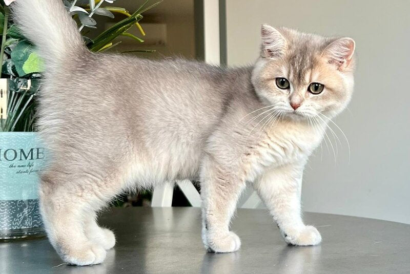 Josie British Shorthair female, blue golden shaded