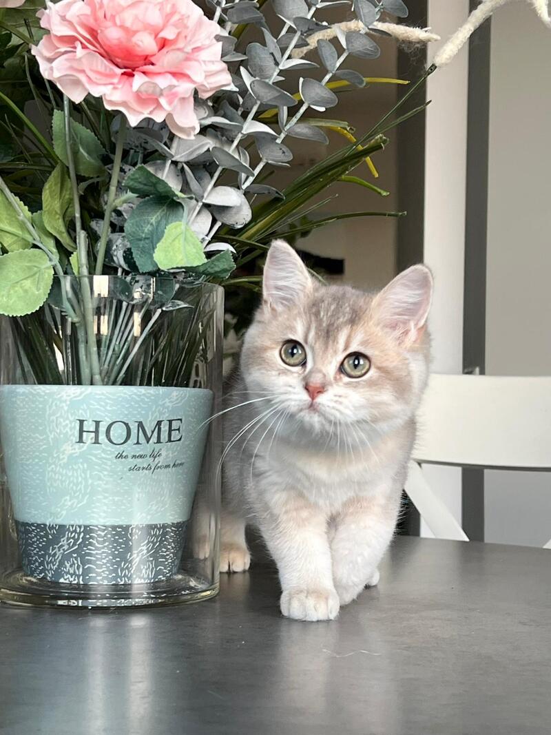 Josie British Shorthair female, blue golden shaded