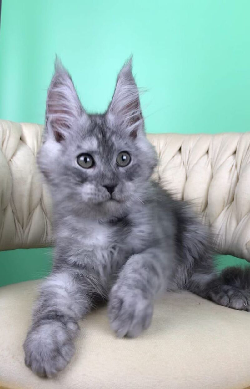 Oniks Maine Coon male, black silver