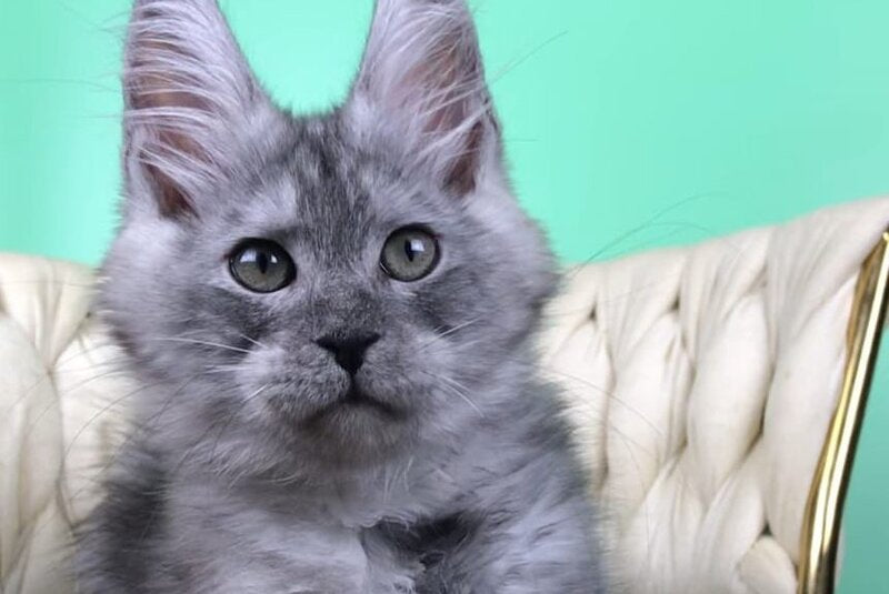 Oniks Maine Coon male, black silver