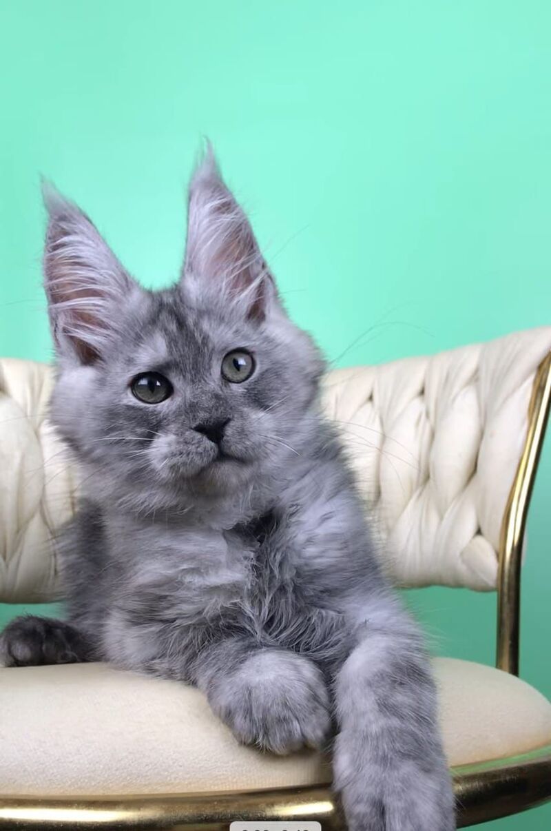 Oniks Maine Coon male, black silver
