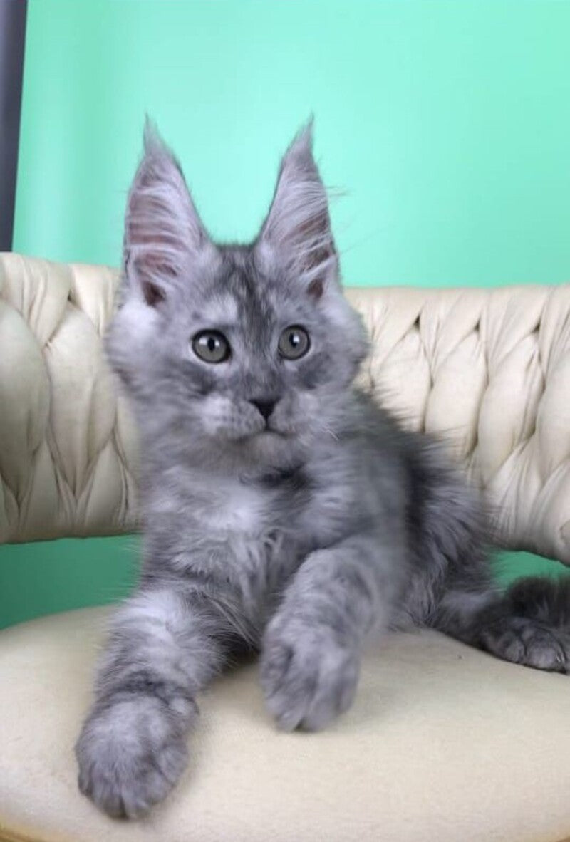 Oniks Maine Coon male, black silver