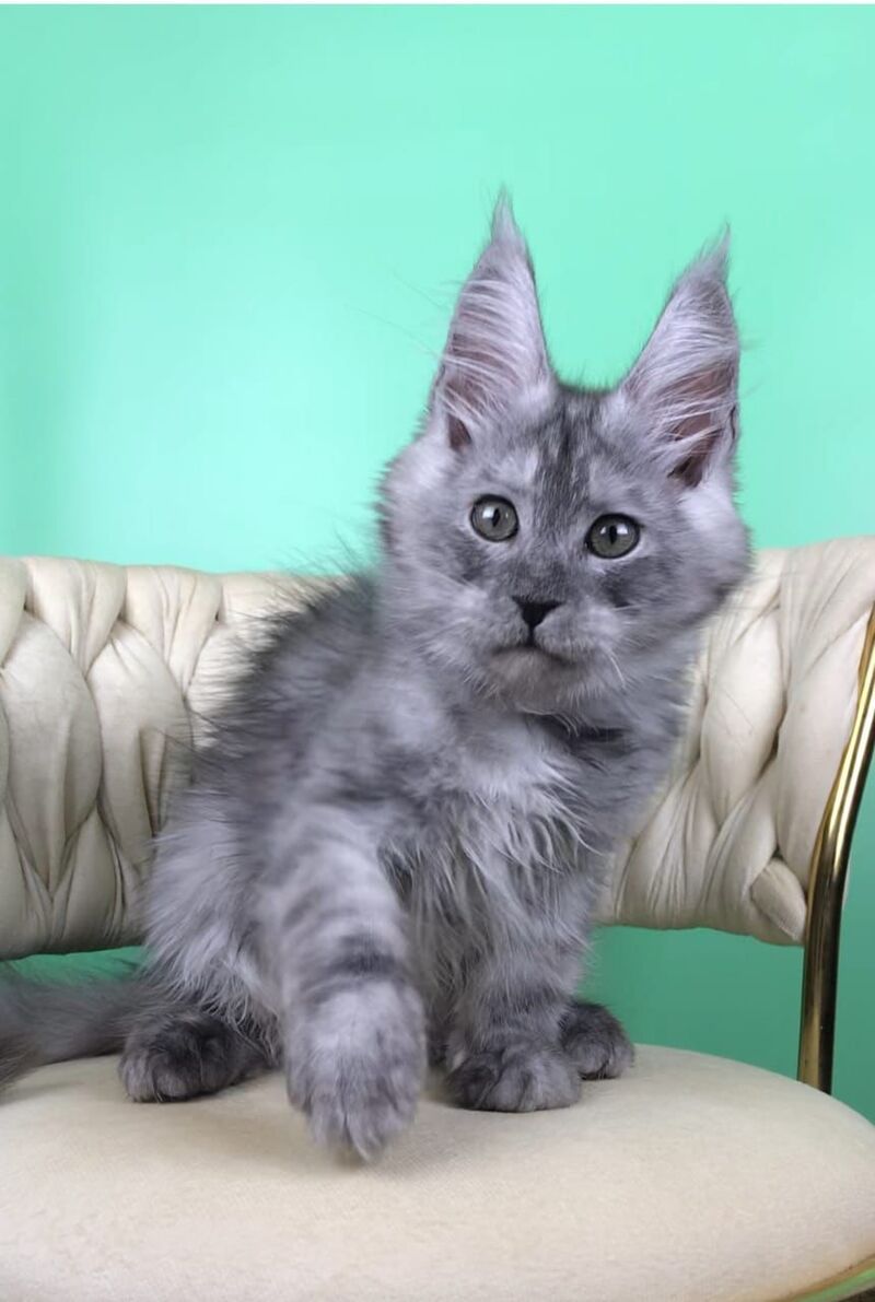 Oniks Maine Coon male, black silver