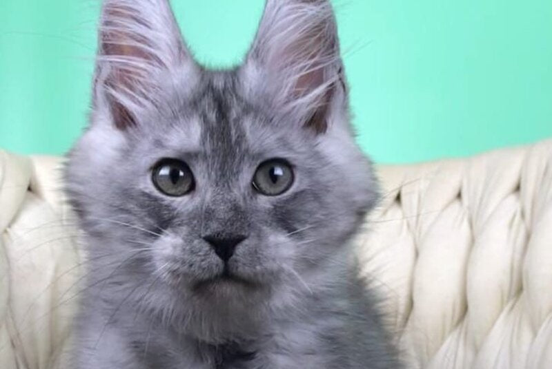 Oniks Maine Coon male, black silver