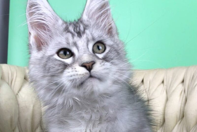 Opal Maine Coon male, black silver tabby