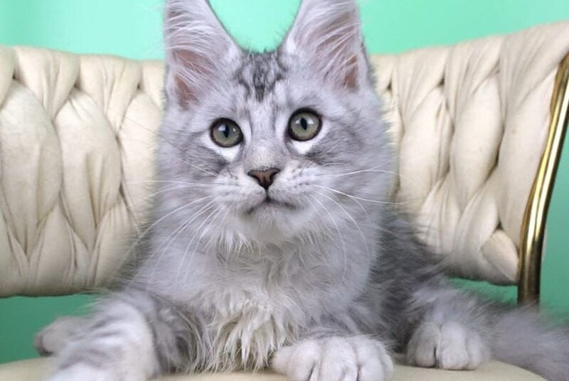 Opal Maine Coon male, black silver tabby