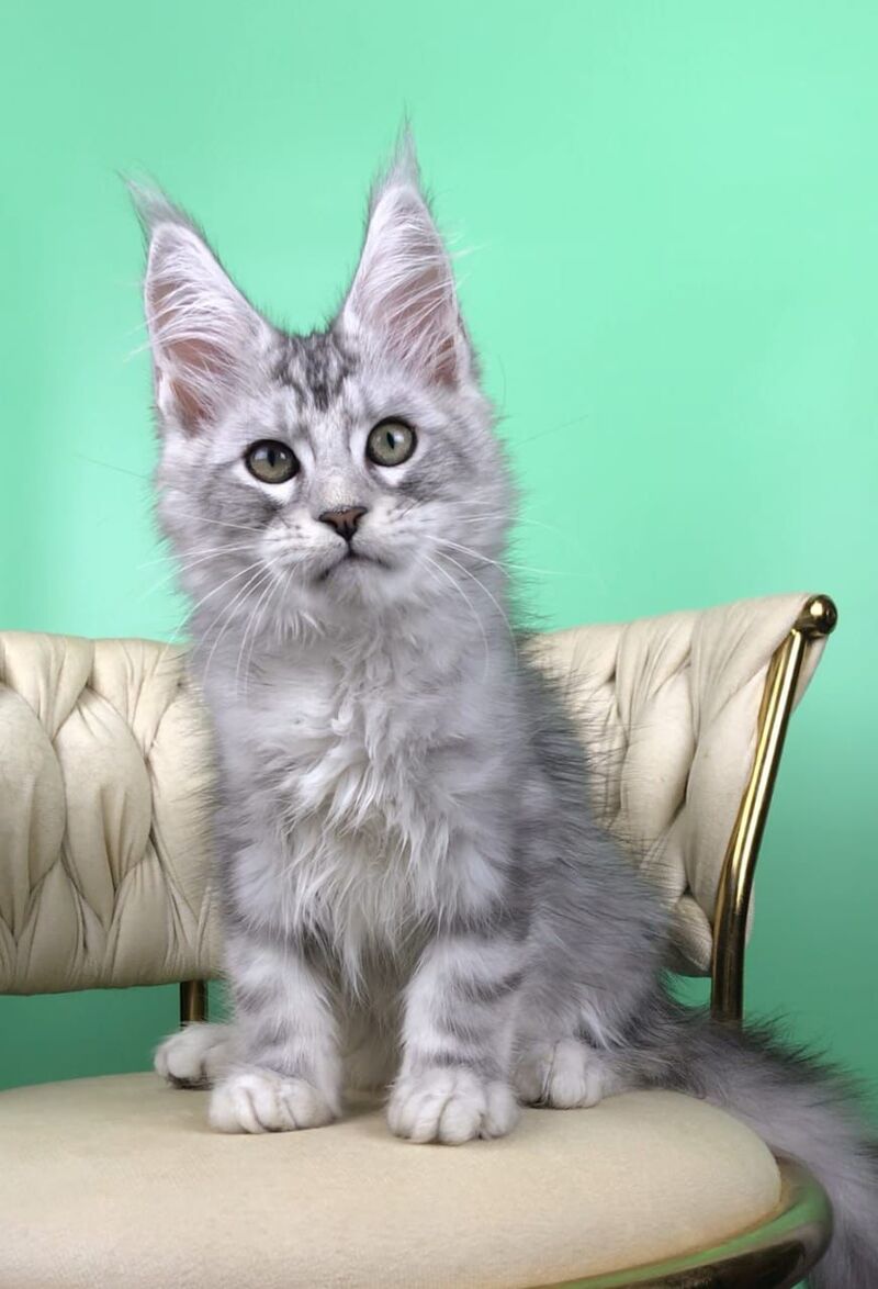 Opal Maine Coon male, black silver tabby