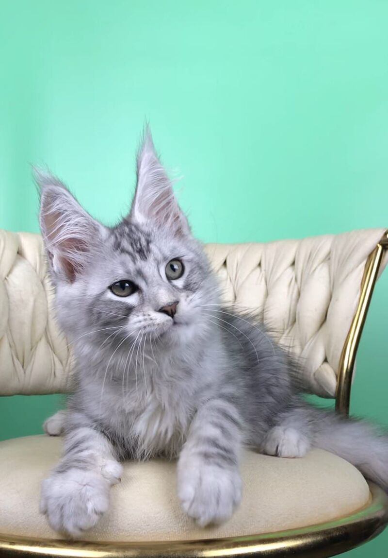 Opal Maine Coon male, black silver tabby