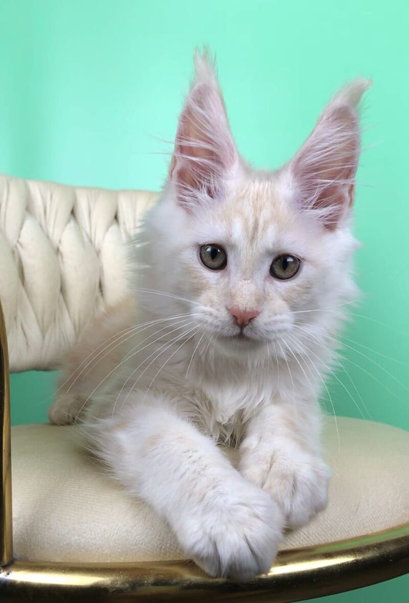 Oliver Maine Coon male, red silver