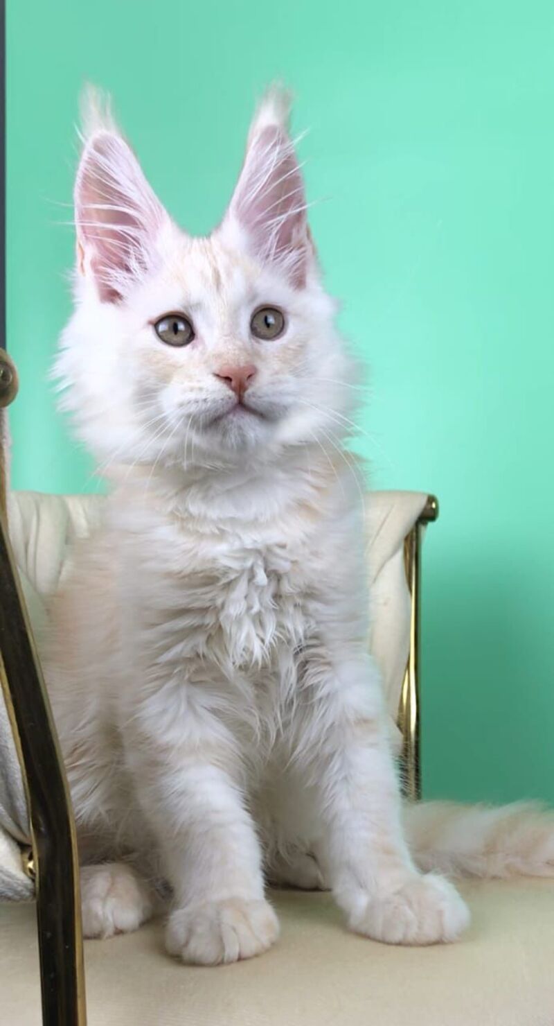 Oliver Maine Coon male, red silver
