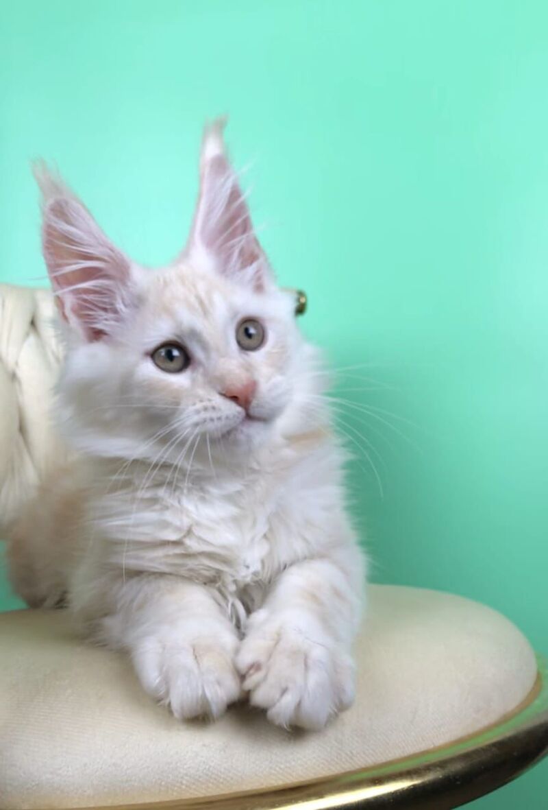 Oliver Maine Coon male, red silver