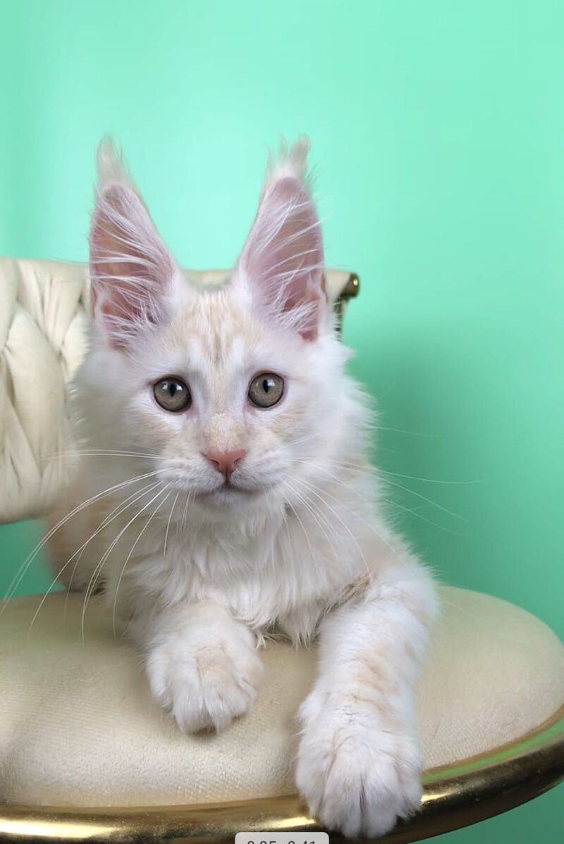 Oliver Maine Coon male, red silver