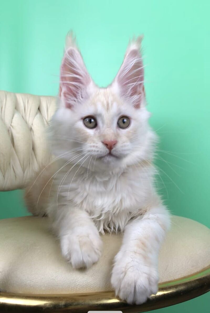 Oliver Maine Coon male, red silver