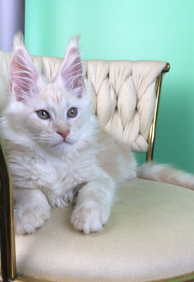 Oliver Maine Coon male, red silver