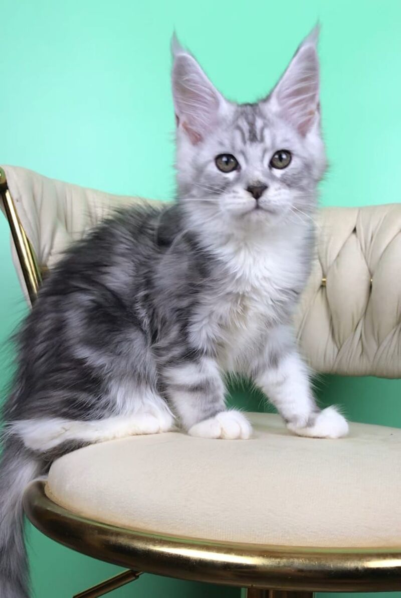 Olimpia Maine Coon female, black silver tabby bicolour