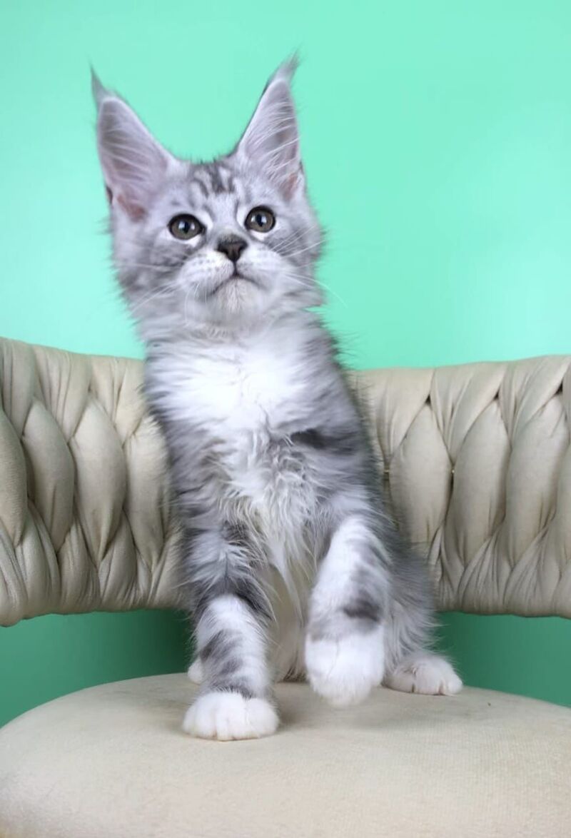 Olimpia Maine Coon female, black silver tabby bicolour