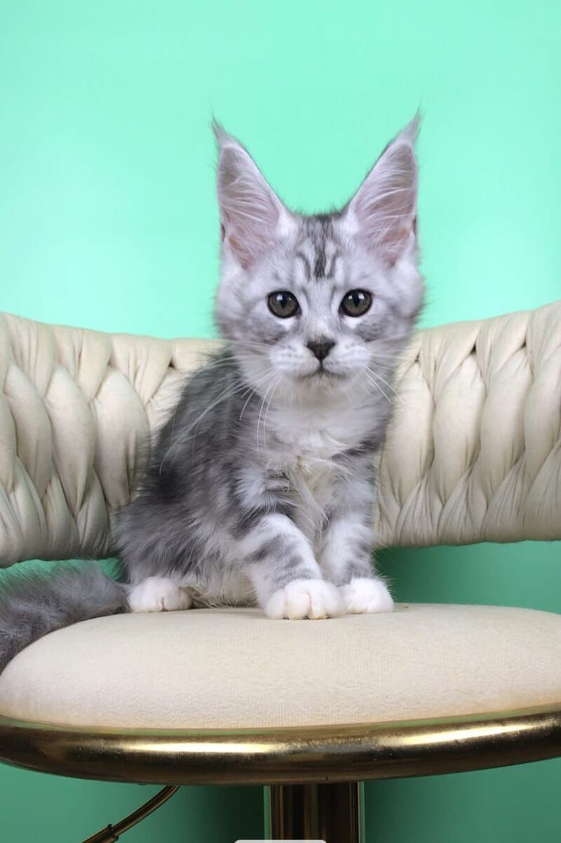 Olimpia Maine Coon female, black silver tabby bicolour