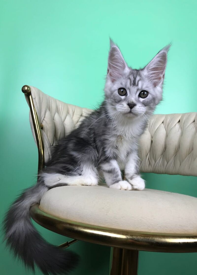 Olimpia Maine Coon female, black silver tabby bicolour