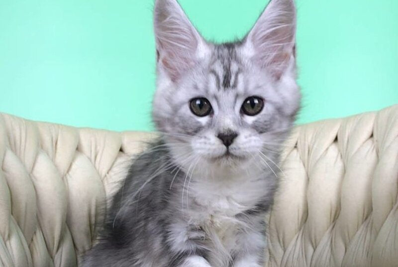 Olimpia Maine Coon female, black silver tabby bicolour