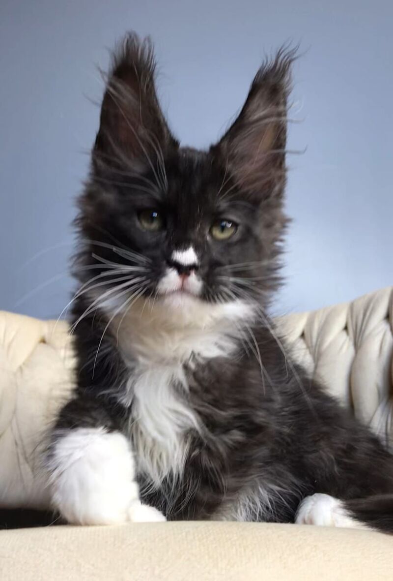 Orion Maine Coon male, black silver bicolour