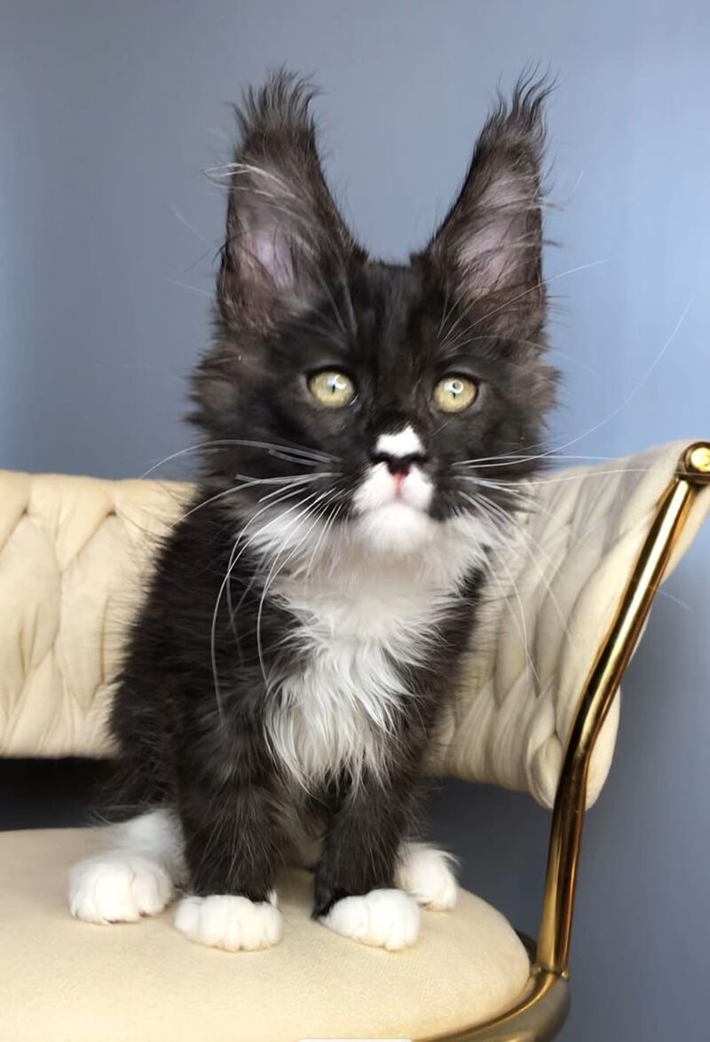 Orion Maine Coon male, black silver bicolour