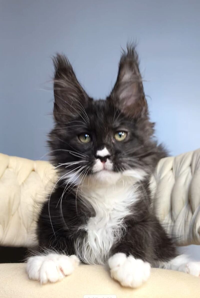 Orion Maine Coon male, black silver bicolour