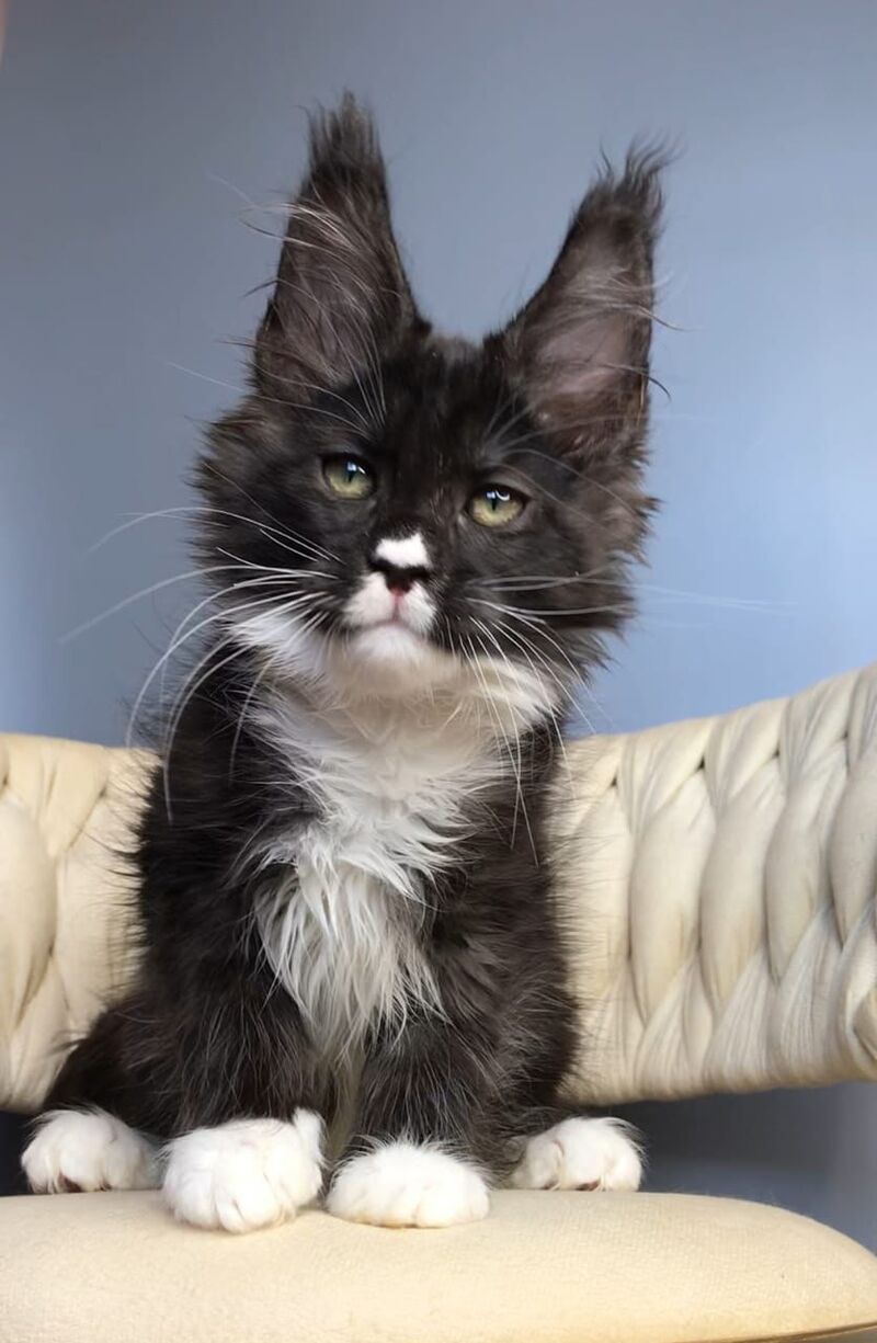 Orion Maine Coon male, black silver bicolour