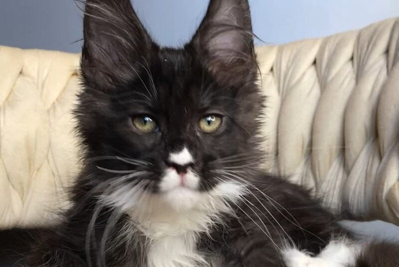 Orion Maine Coon male, black silver bicolour
