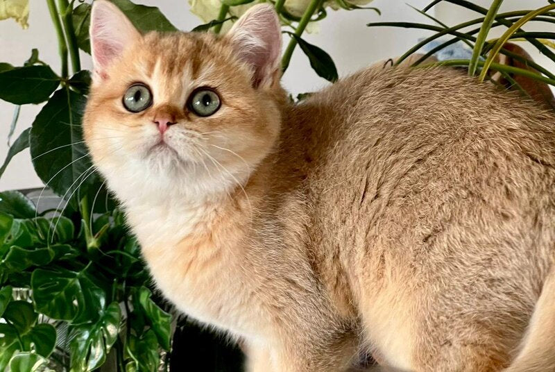 Iricha British Shorthair female, chocolate golden shaded