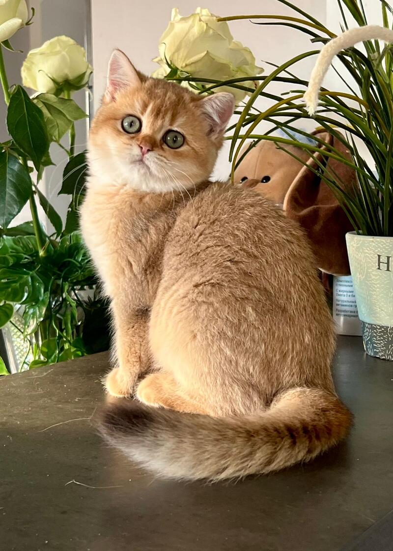 Iricha British Shorthair female, chocolate golden shaded