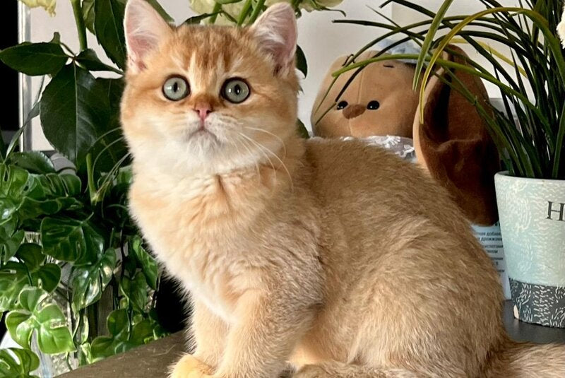 Iricha British Shorthair female, chocolate golden shaded