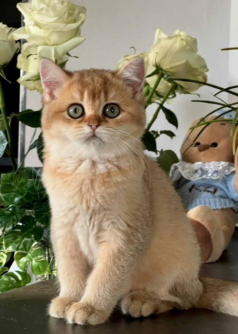 Iricha British Shorthair female, chocolate golden shaded