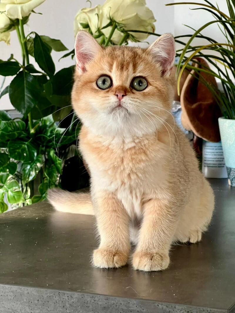 Iricha British Shorthair female, chocolate golden shaded