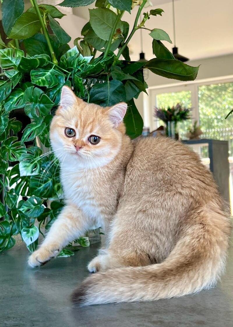 Iriska British Shorthair female, black golden shaded