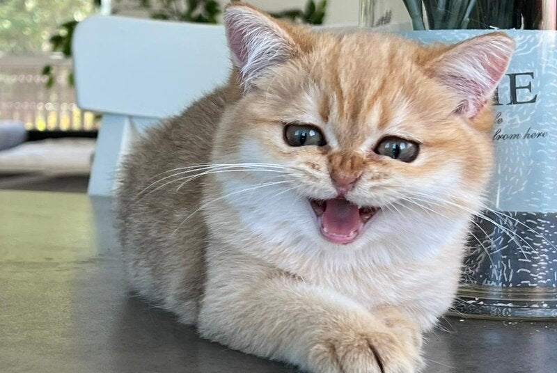 Iriska British Shorthair female, black golden shaded