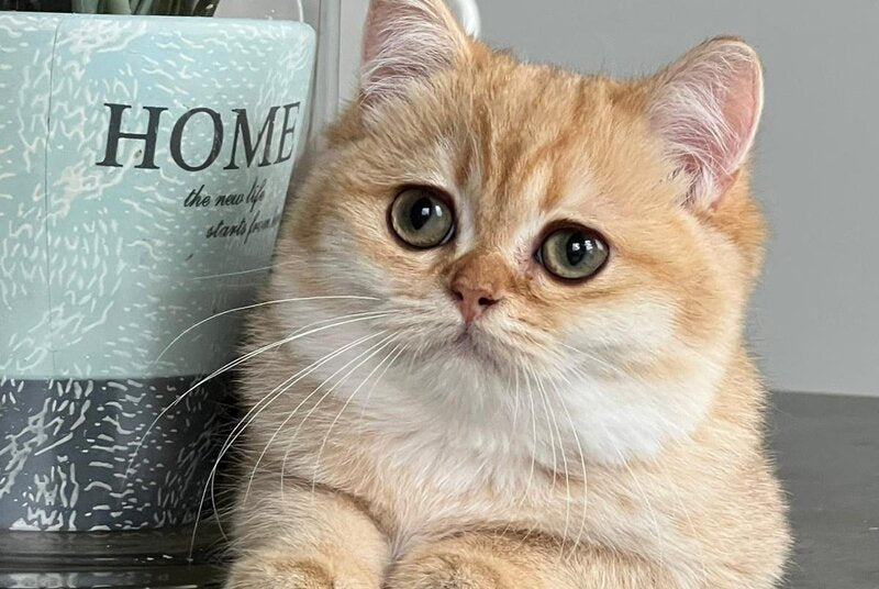 Iriska British Shorthair female, black golden shaded