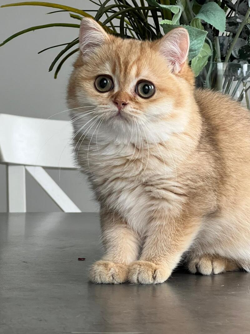 Iriska British Shorthair female, black golden shaded