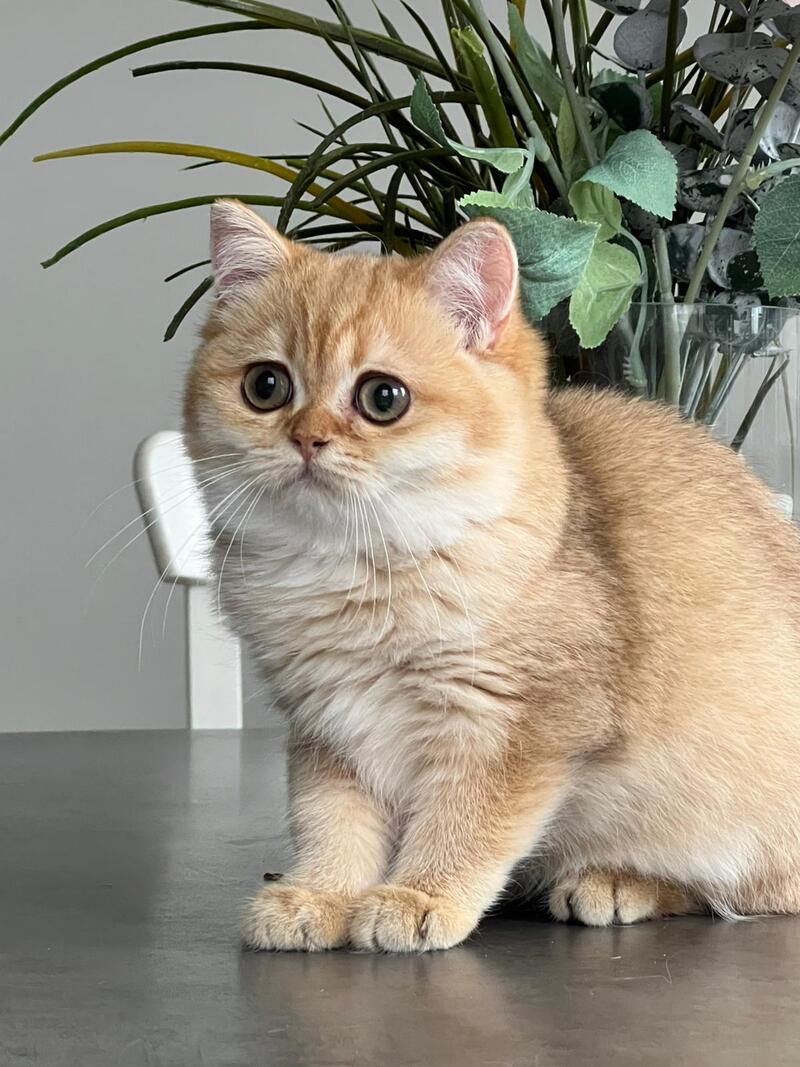 Iriska British Shorthair female, black golden shaded
