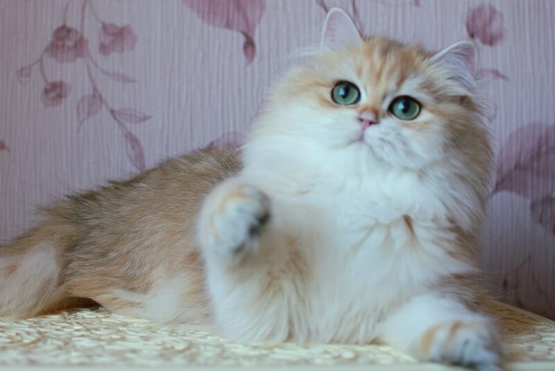 Zarina British Longhair female, black golden shaded
