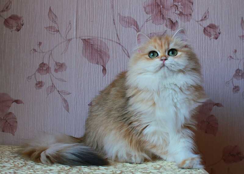 Zarina British Longhair female, black golden shaded
