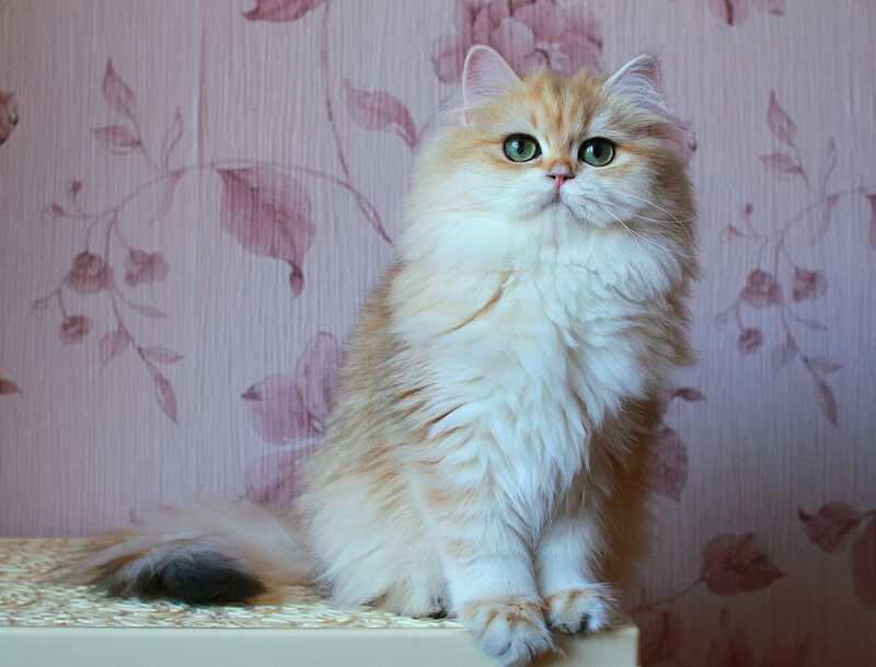 Zarina British Longhair female, black golden shaded