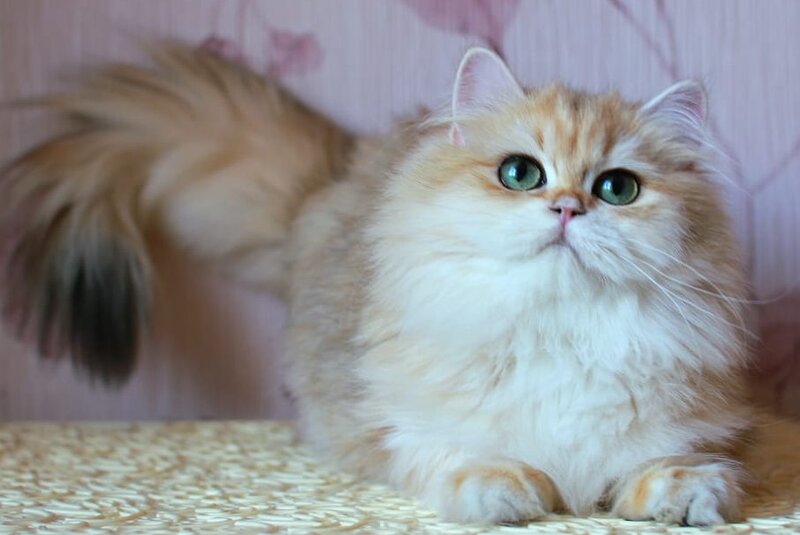 Zarina British Longhair female, black golden shaded