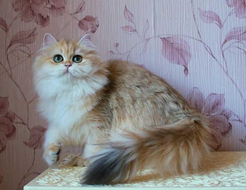 Zarina British Longhair female, black golden shaded