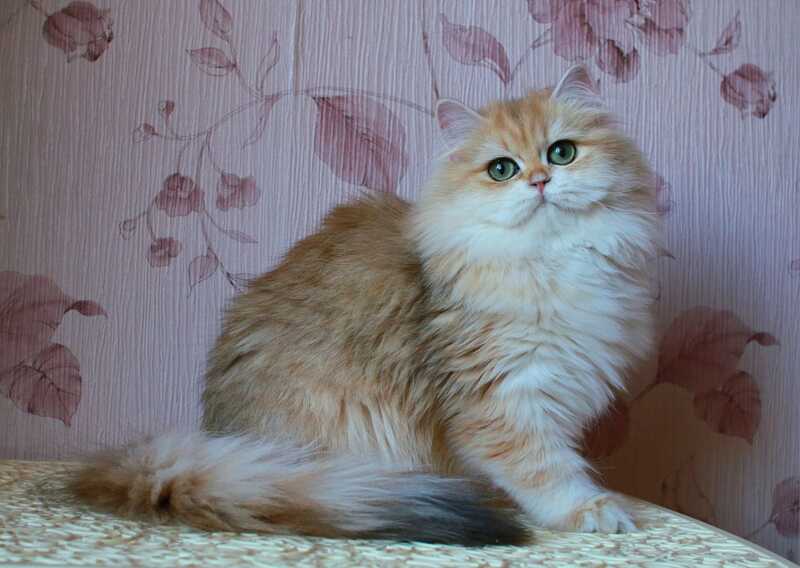 Zarina British Longhair female, black golden shaded