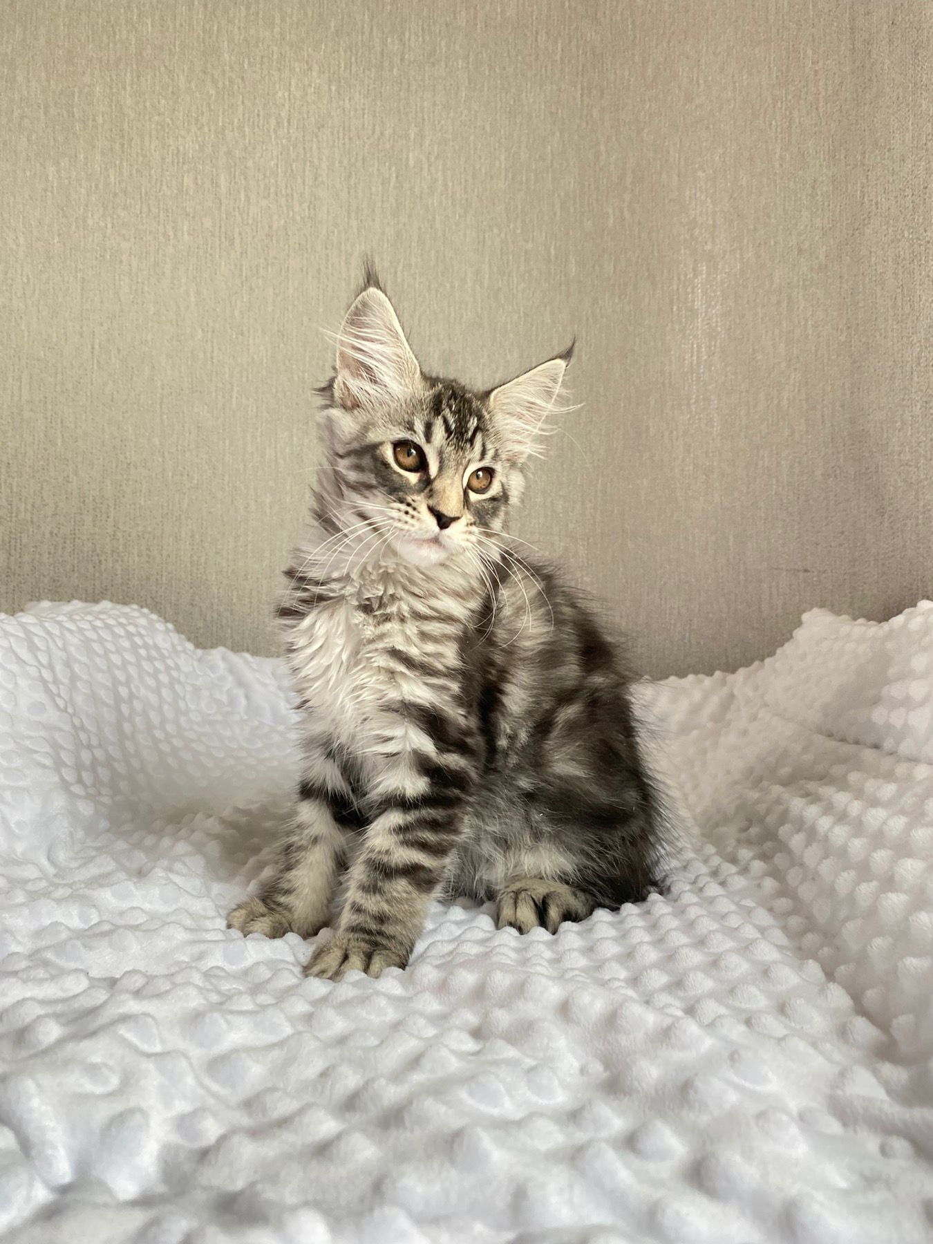 Quokka Maine Coon female, black silver tabby