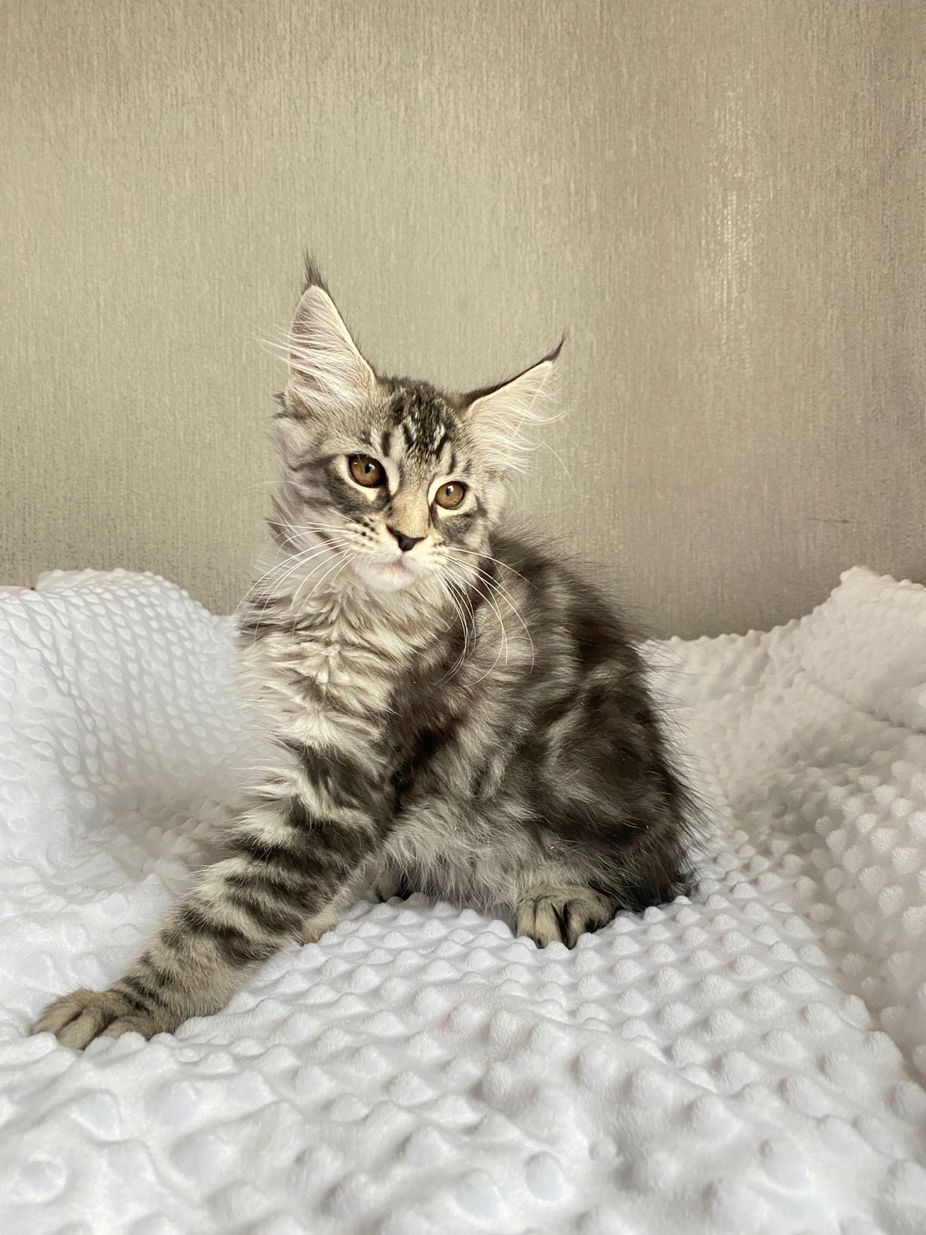 Quokka Maine Coon female, black silver tabby
