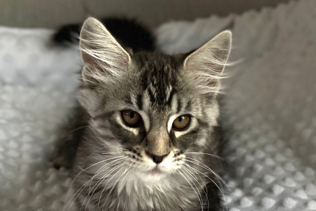 Quokka Maine Coon female, black silver tabby
