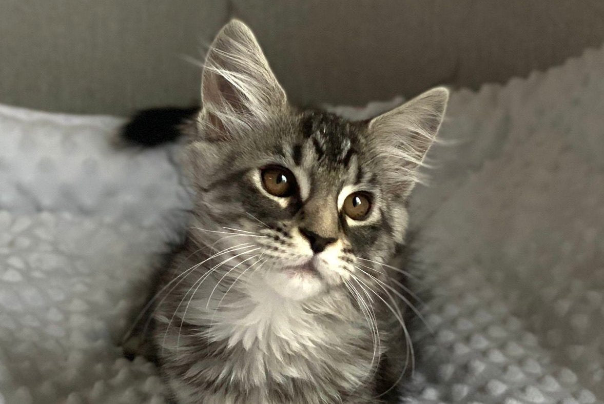 Quokka Maine Coon female, black silver tabby