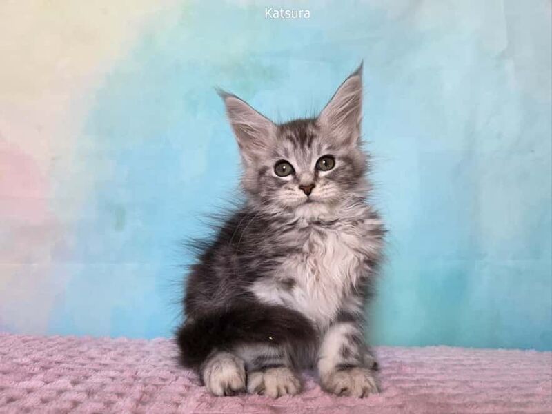 Katsura Maine Coon female, black silver tabby